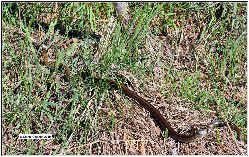 Zamenis longissimus (Colubridae) ?   S !